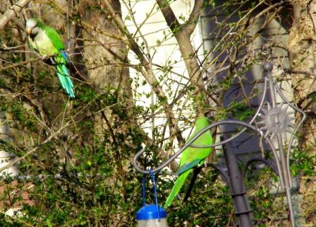 The Quaker birds my backyard Parrots